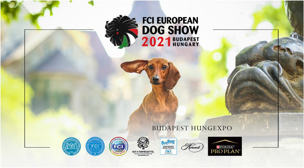 Watch: European Dog Show 2021 in Budapest