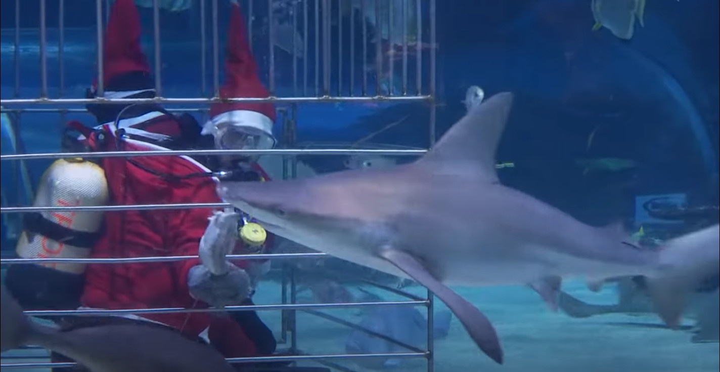 Watch: Santas Dive to Feed Sharks in Budapest Aquarium