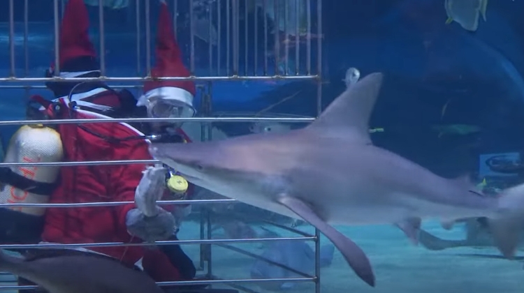 Watch: Santas Dive to Feed Sharks in Budapest Aquarium