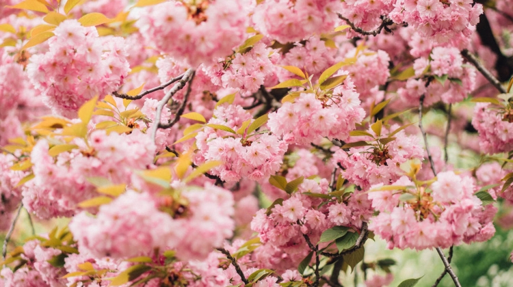 Sakura, Online Event From Kioto, 23 March