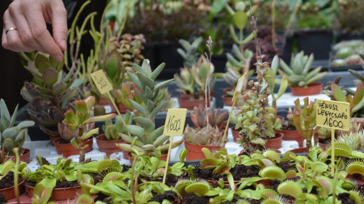 Garden Fair, Buda Arboretum, 23 – 25 April