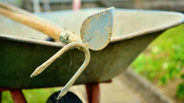Tree Commando Budapest Event: Cleaning Around Trees, 29 May