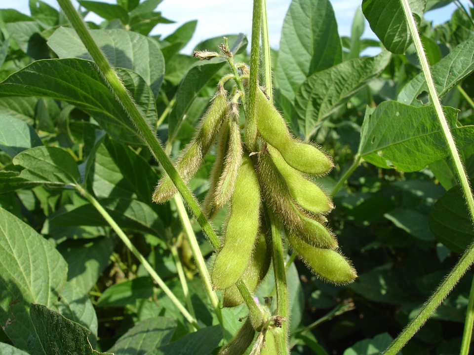 Hungarian Food Safety Authority Orders Destruction of GMO Soybeans