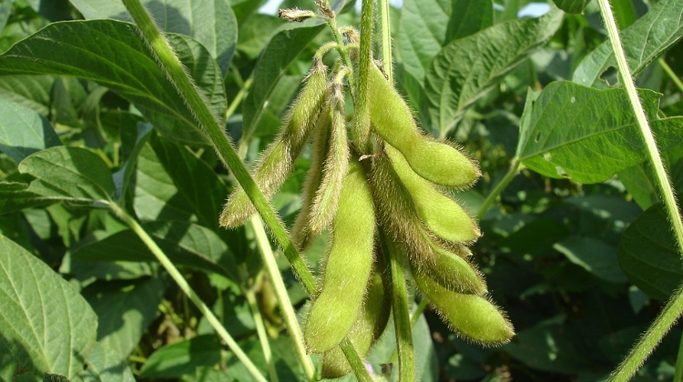 Hungarian Food Safety Authority Orders Destruction of GMO Soybeans