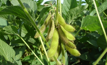 Hungarian Food Safety Authority Orders Destruction of GMO Soybeans