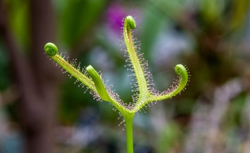 Xploring Budapest Video: Botanical Garden in Budapest