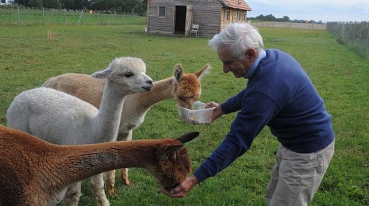 Watch:  Alpaca Farm Visit in Hungary