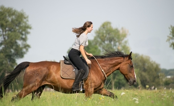 Rest Stop Inaugurated  on Hungary's First 'Eurohorse' Horse Trail