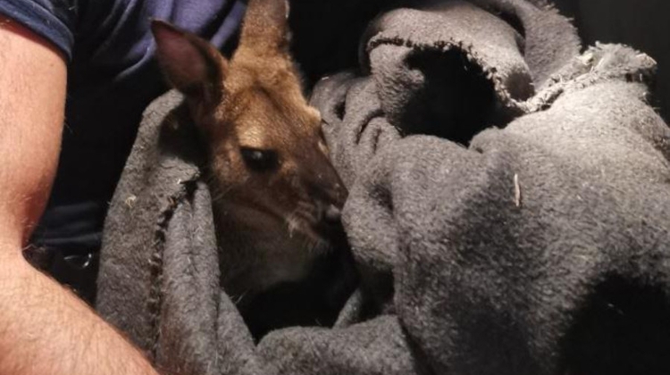 Kangaroo Chased in Budapest by Police