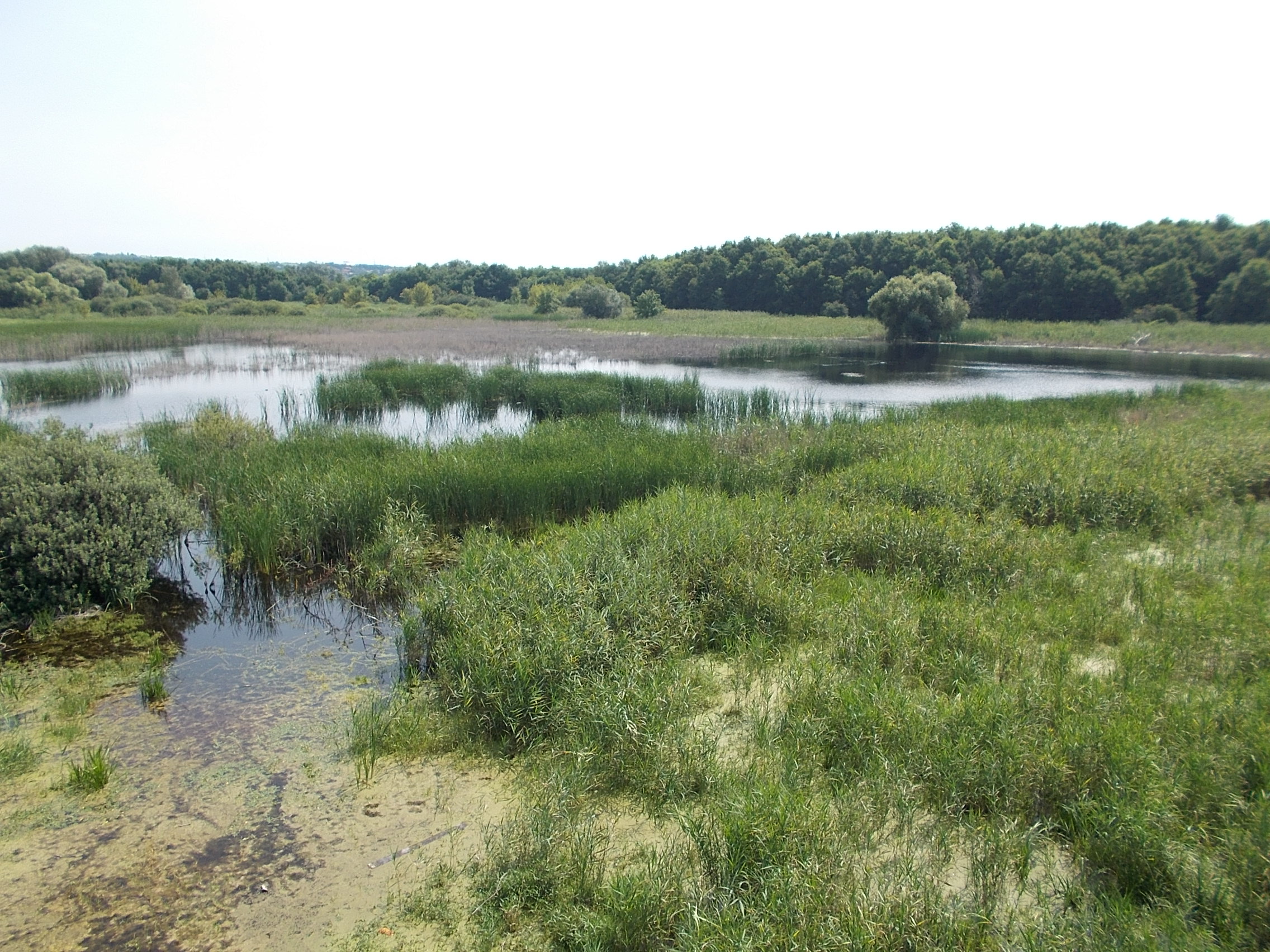 Budapest’s Only Marsh to be Saved