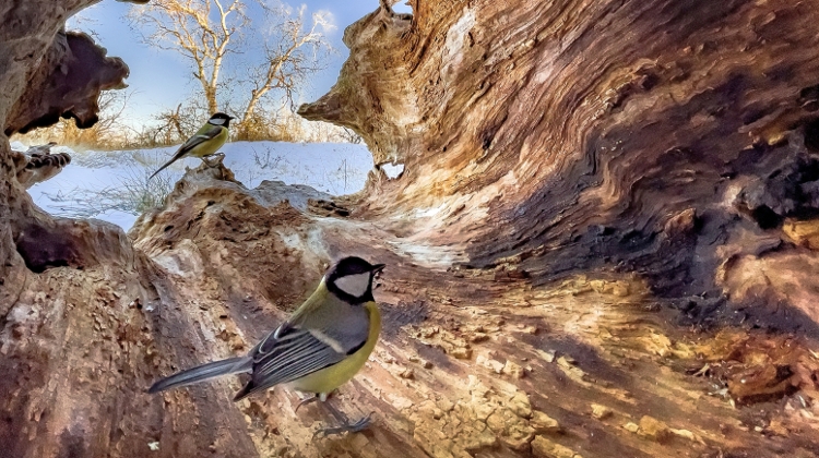 'Magical Nature' Photo Exhibition, National Museum Budapest