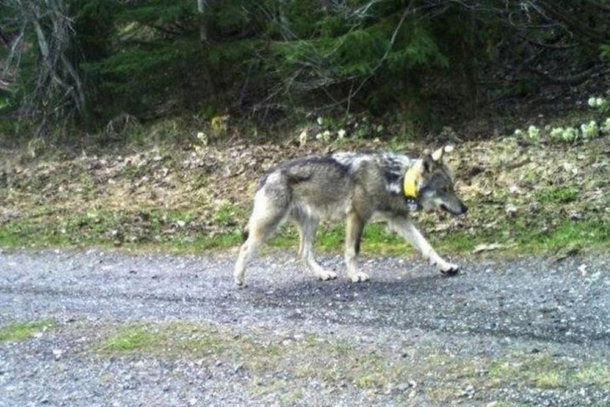 Hunter Who Shot Roaming Wolf Dead in Hungary May Get Three Years in Prison