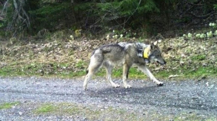 Hunter Who Shot Roaming Wolf Dead in Hungary May Get Three Years in Prison