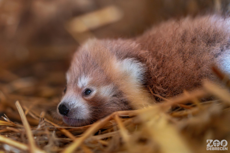 Debrecen Zoo in Eastern Hungary Welcomes Its First Red Panda Cub