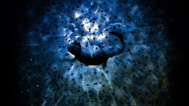 Hungarian Nature Photographer Wins Top Contest