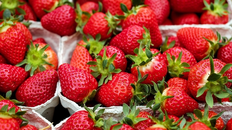 Strawberry Season in Hungary Looks Promising This Year