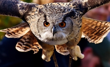 The Strangest Legend in Hungarian Folklore: The Copper-Penis Owl - ‘Rézfaszú Bagoly’