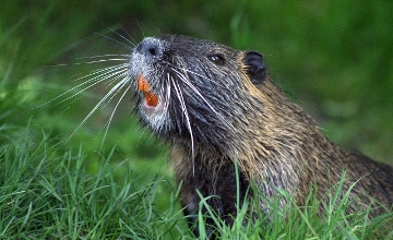Beaver Bites Woman in Budapest