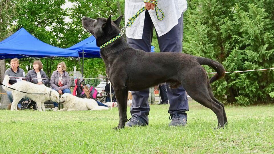 Sinka Recognized as Hungary's Tenth Official Dog Breed