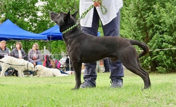 Sinka Recognized as Hungary's Tenth Official Dog Breed