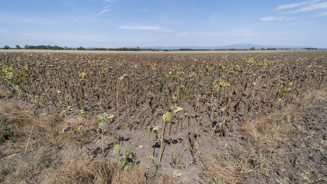 Drought Damage: Close to 400,000 Hectares Affected in Hungary