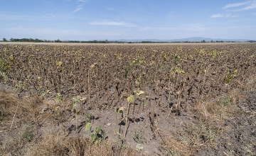 Drought Damage: Close to 400,000 Hectares Affected in Hungary