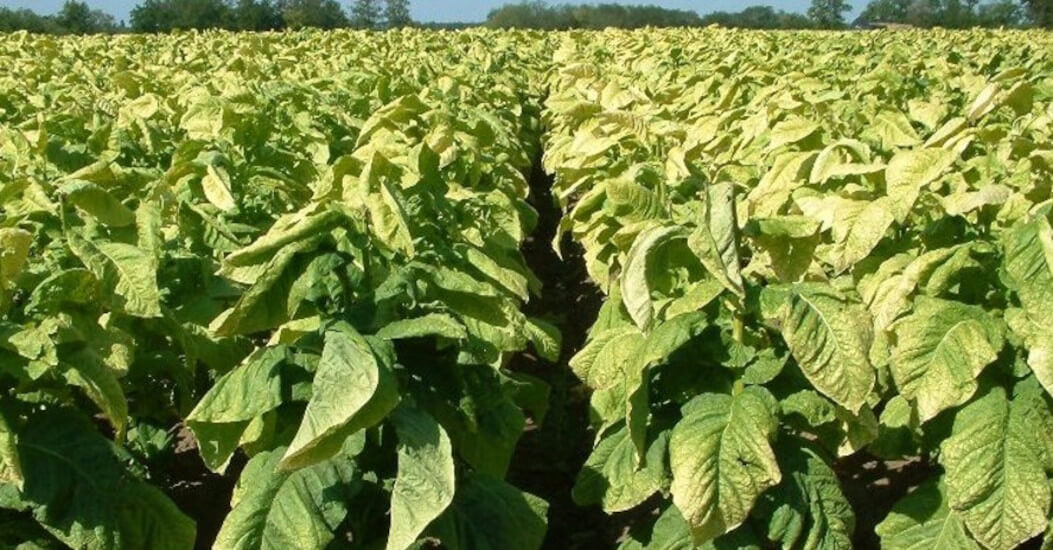 Good Quality Tobacco Crop Expected in Hungary by ULT