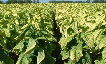 Good Quality Tobacco Crop Expected in Hungary by ULT