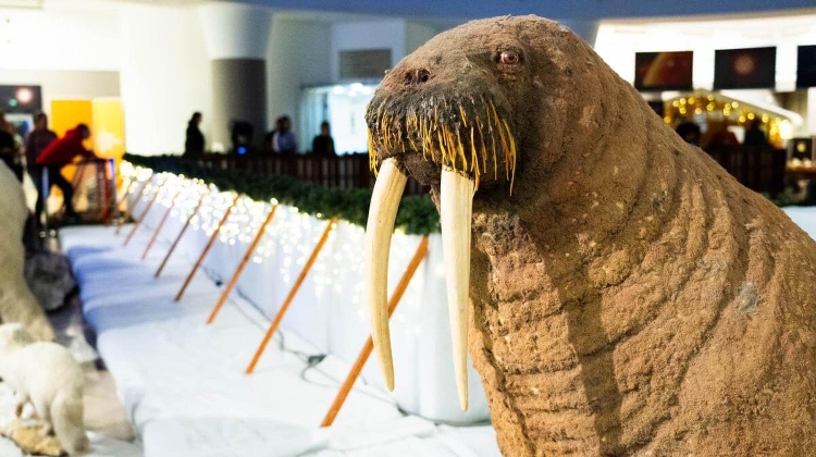 'Ice World Exhibition', Museum of Natural History in Budapest