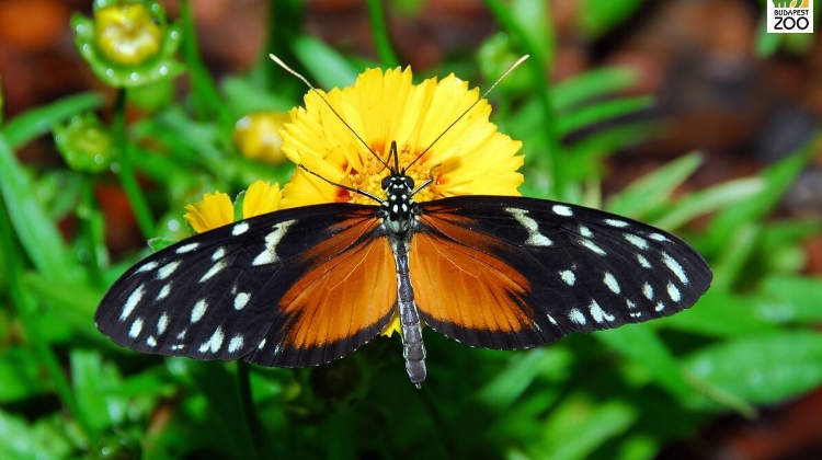 Beautiful Butterfly Garden Attracts Visitors to Budapest Zoo