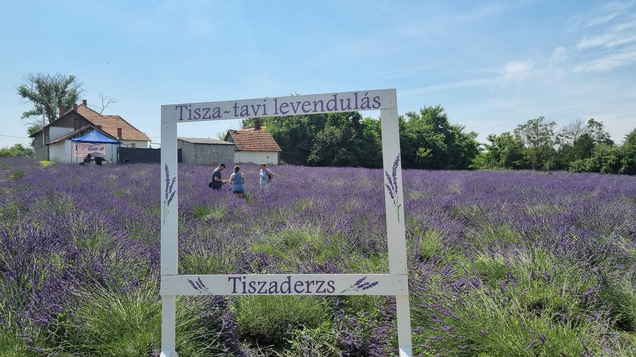 Lavender Festival at Lake Tisza in Hungary, 14 -15 June