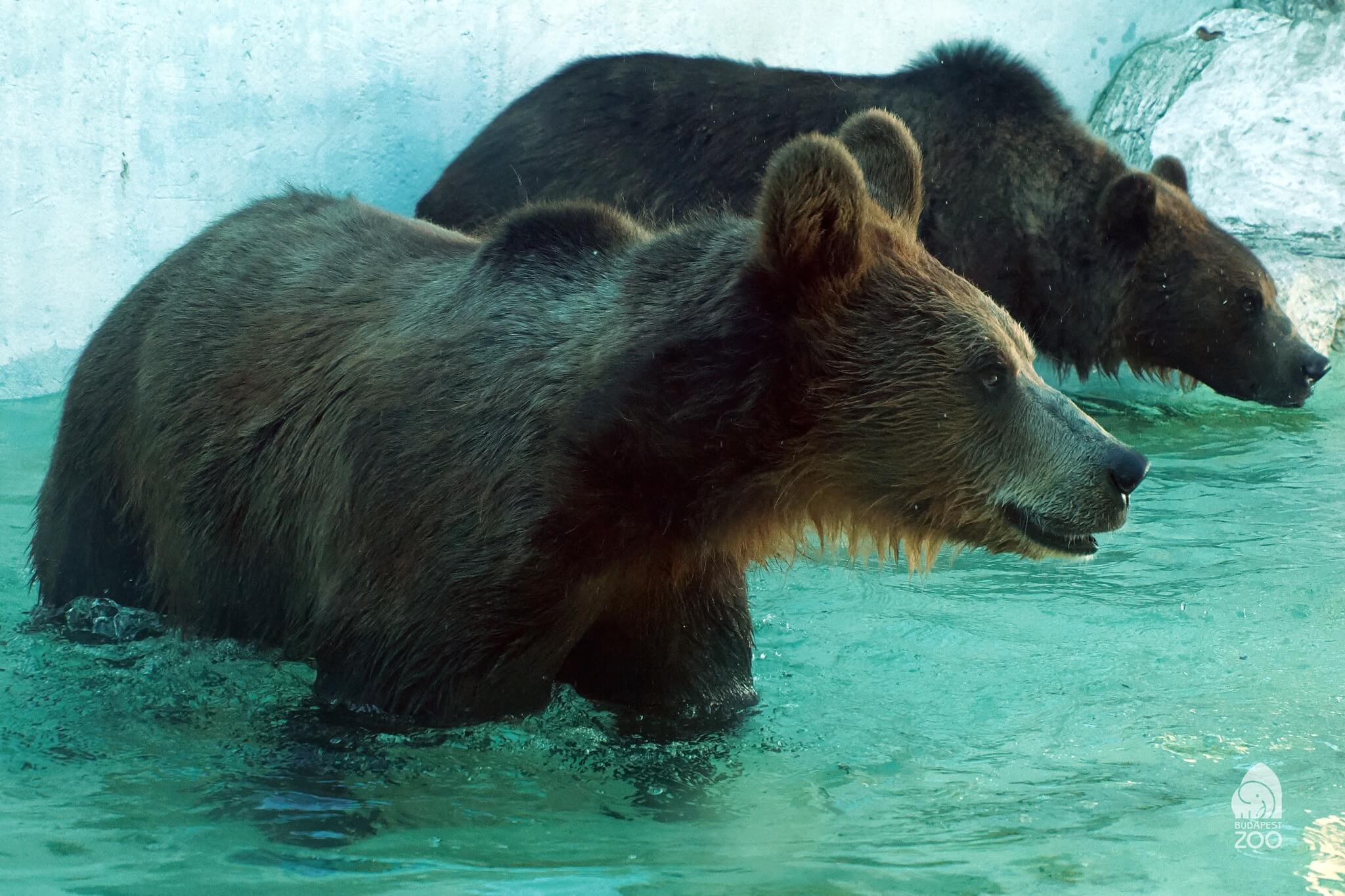 Zoo in Budapest Celebrates Big Birthday with Introduction of Young Bears