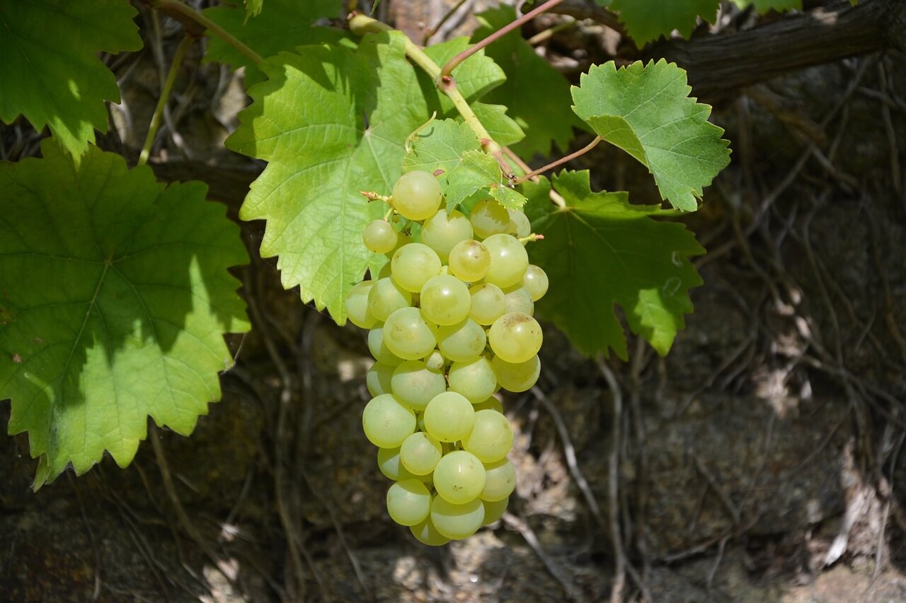 Record Grape Harvest: Good Vintage in Hungary Expected this Year