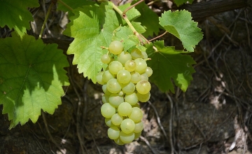 Record Grape Harvest: Good Vintage in Hungary Expected this Year Record Grape Harvest: Good Vintage in Hungary Expected this Year