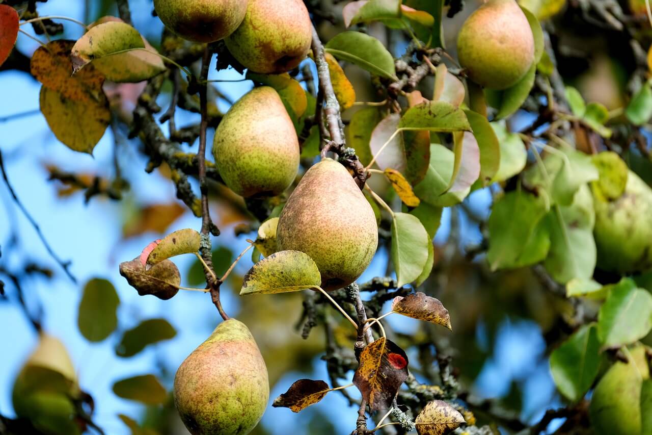 Pear Harvest Disaster in Hungary