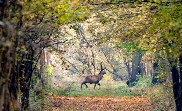 Xploring Hungary Video: Gemenc - Biggest Floodplain Forest in Europe