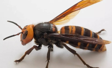 Protecting Hornets & Ourselves in Hungarian Forests