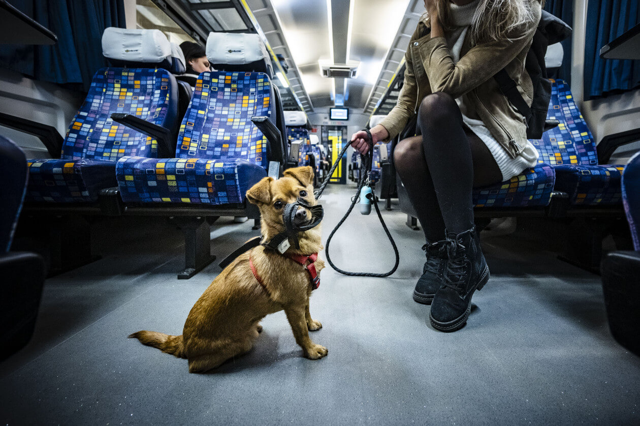 Free Travel for Dogs & Bicycles on MAV Trains in Budapest from January