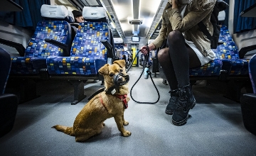 Free Travel for Dogs & Bicycles on MAV Trains in Budapest from January