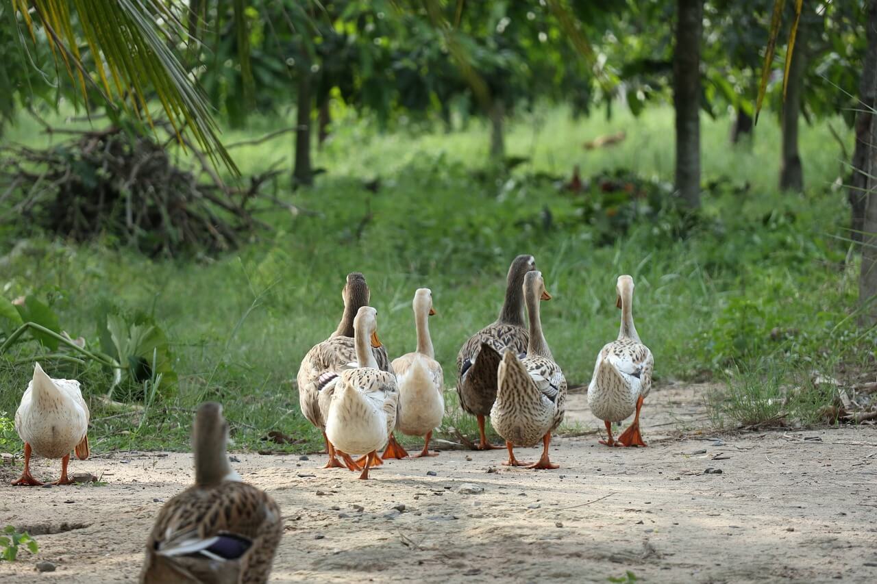 Updated: Bird Flu Detected at More Farms in Hungary