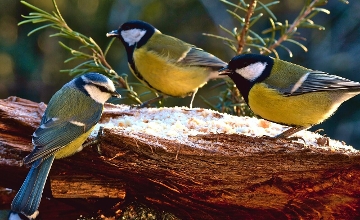 Great Tits in Hungary Need Protecting, MME Officially Declares