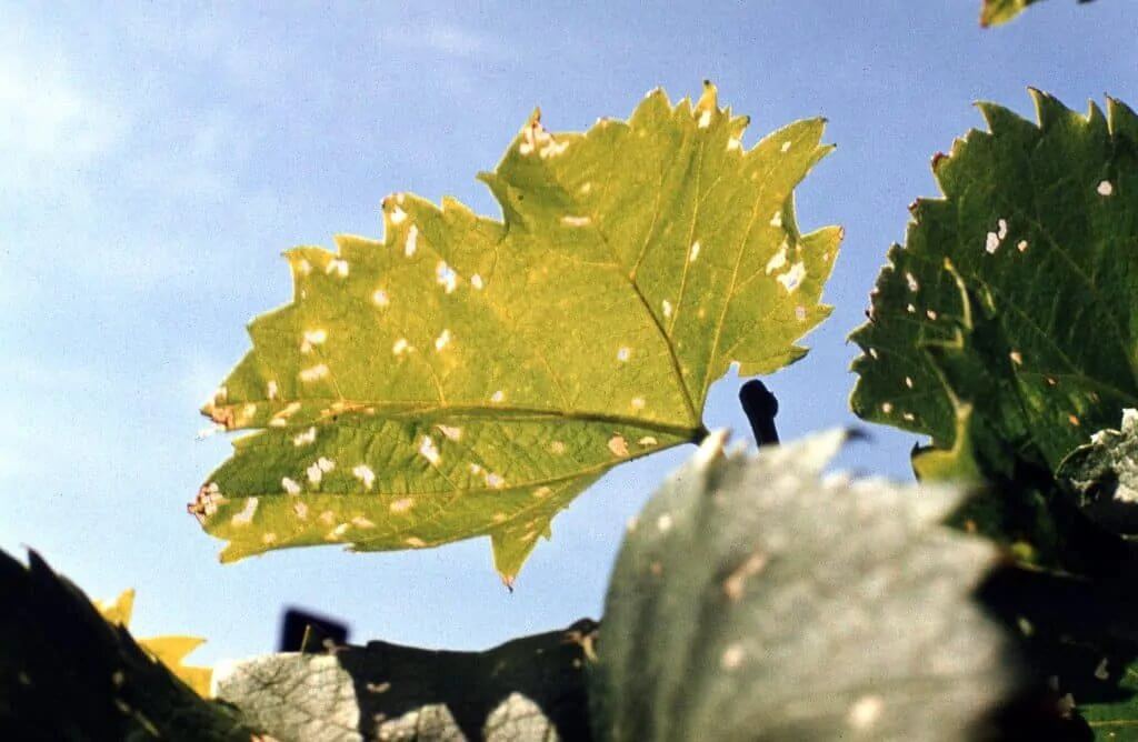 Updated: Winegrowers in Hungary Fight Against American Grapevine Leafhopper