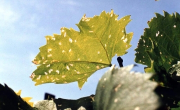 Updated: Winegrowers in Hungary Fight Against American Grapevine Leafhopper Updated: Winegrowers in Hungary Fight Against American Grapevine Leafhopper