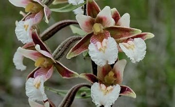Marsh Maidenhair Fern Named Wildflower of Year in Hungary