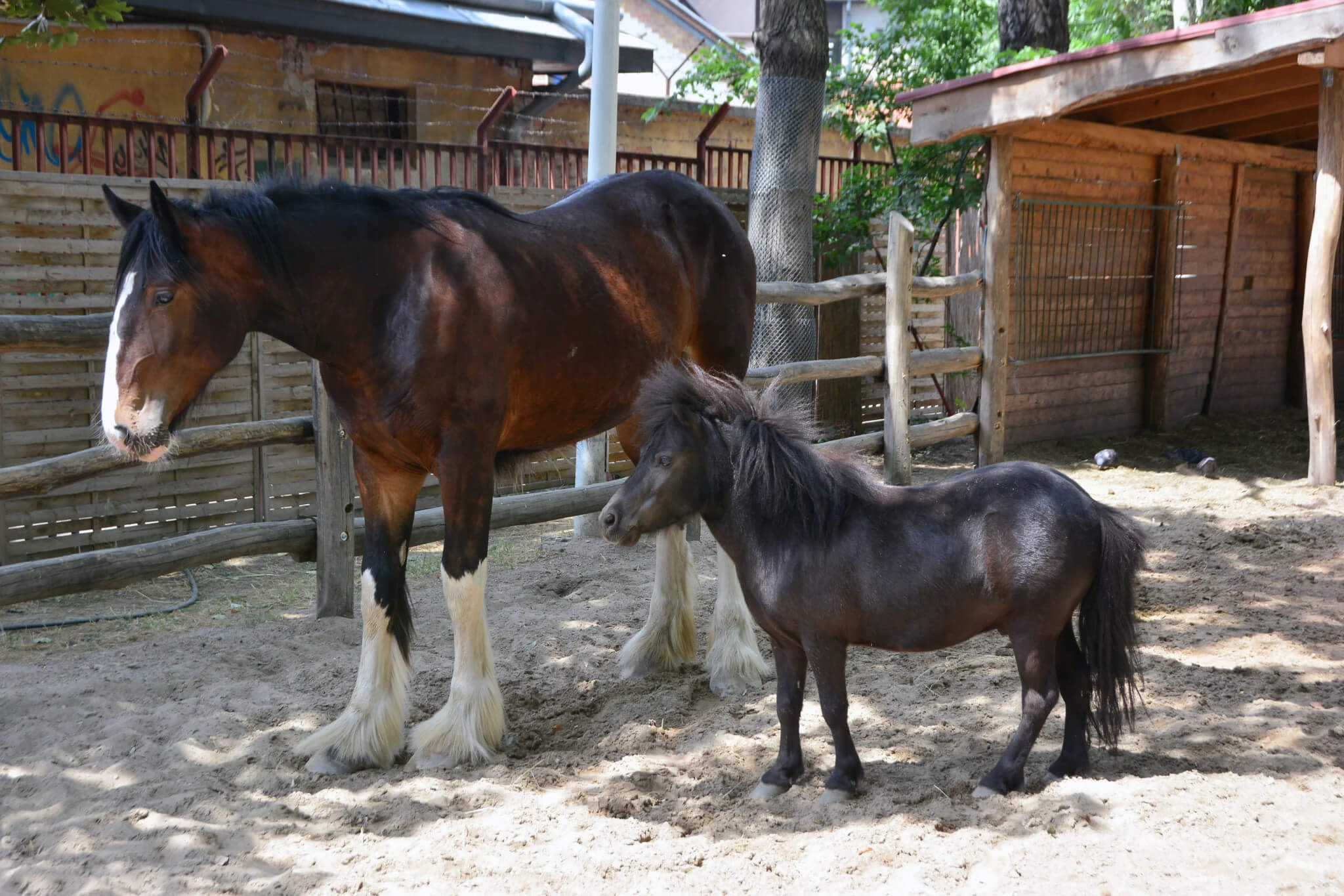 Equestrian Traditions in Spotlight at Budapest Zoo