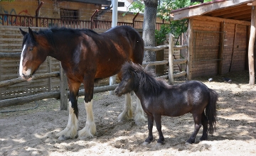 Equestrian Traditions in Spotlight at Budapest Zoo