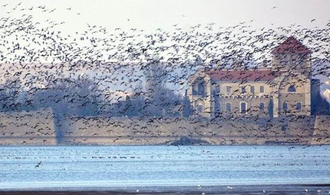 Spectacular Wild Goose Festival in Tata on 29 November