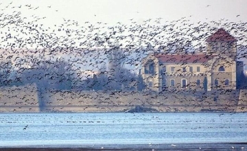 Spectacular Wild Goose Festival in Tata on 29 November Spectacular Wild Goose Festival in Tata on 29 November