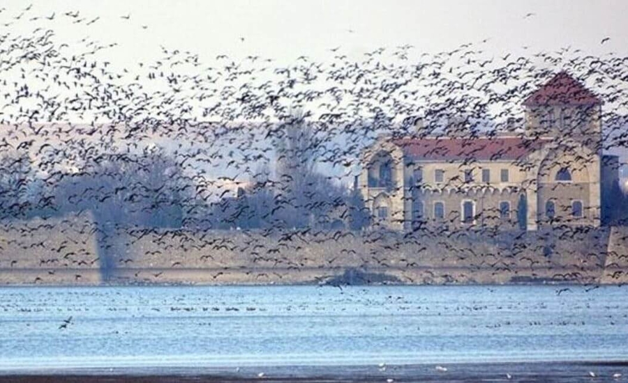 Spectacular Wild Goose Festival in Tata on 29 November