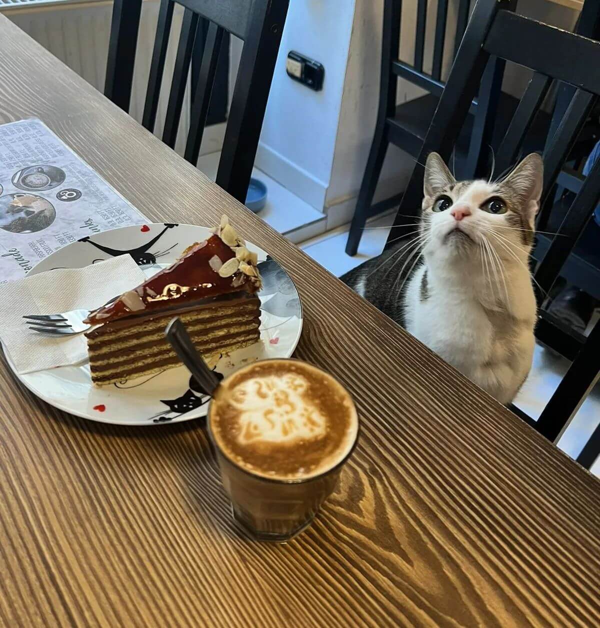 Top 5 Animal-Friendly Cafés in Budapest
